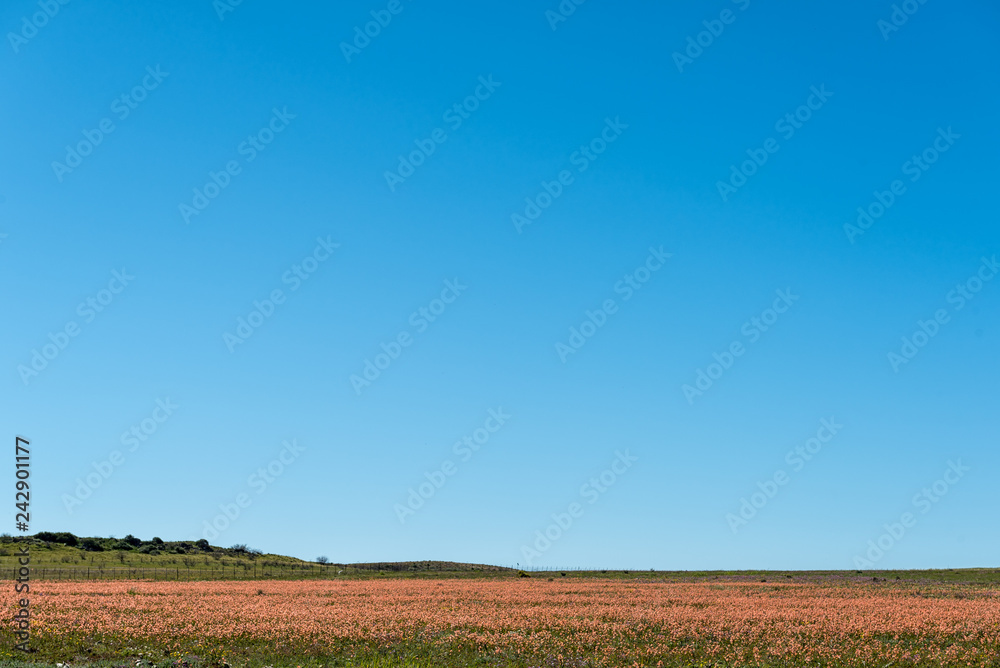 Field of wildflowers of the Moraea species near Nieuwoudtville Field of wildflowers of the Moraea species near Nieuwoudtville