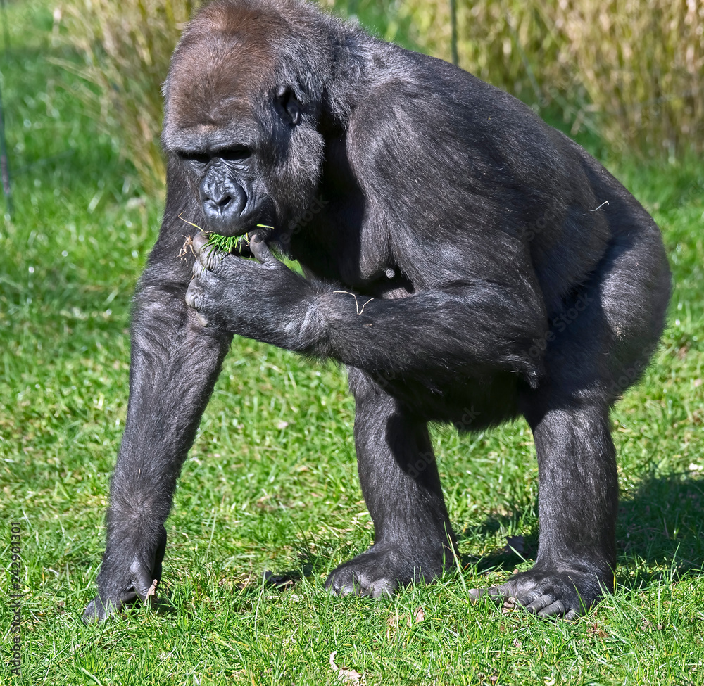 Gorilla female 