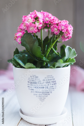 Pink kalanchoe flowers in the white flowerpot with heart and inscritption I love you in different languages. Valentines Day greetings.  photo