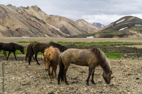 Islandpferde bei Landmannalaugar photo