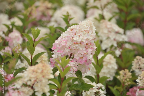 Hydrangea Vanille Fraise