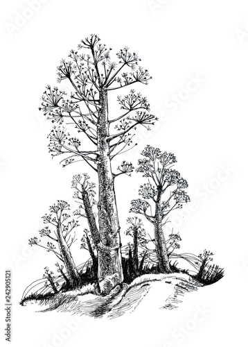 Ferula plant, Ink drawing.