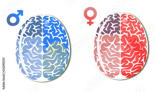 Cerveaux homme et femme