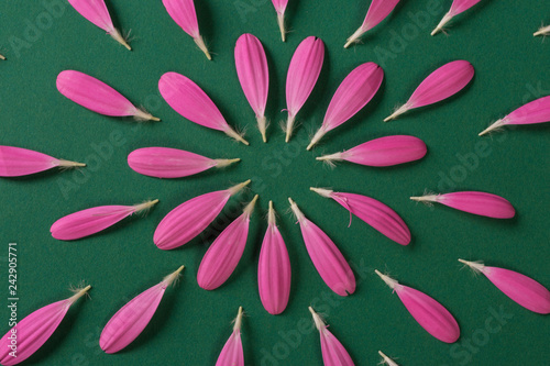 Pink gerbera pestals on green background photo