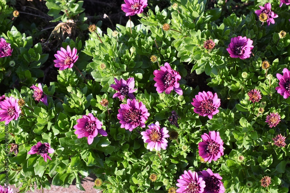 Cyprus summer flower