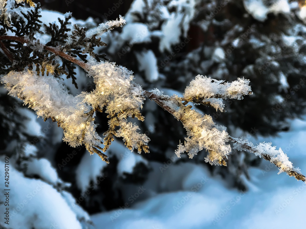 Snow on conifer Snow on conifer