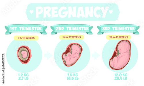  Pregnancy by trimester stages vector illustration. Female with fetus in belly.  Vector infographics.