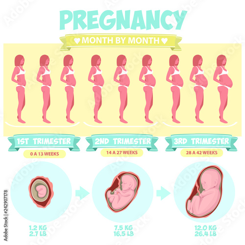 Pregnant beautiful woman vector infographics. Pregnancy by trimester stages vector illustration. Female with fetus in belly.