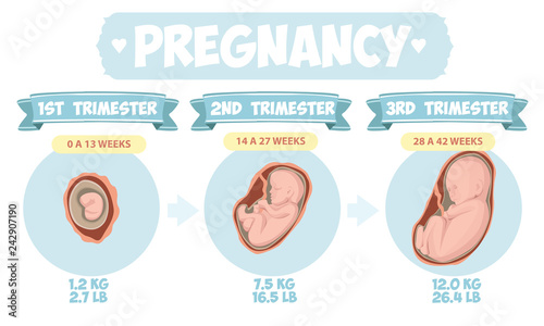  Pregnancy by trimester stages vector illustration. Female with fetus in belly.  Vector infographics. photo