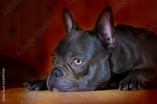a young french bulldog in front of red background © Rainer Fuhrmann