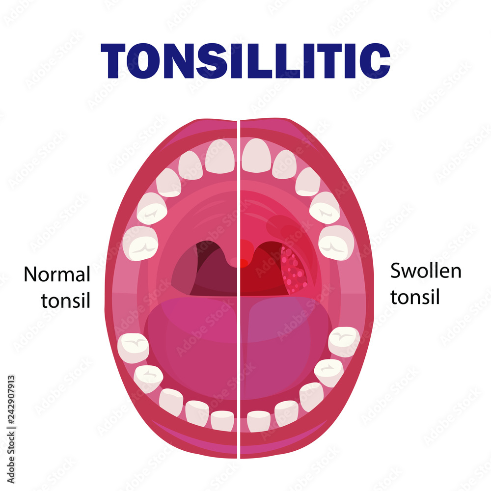 Anatomy of Human Mouth. Vector illustration Stock Vector | Adobe Stock