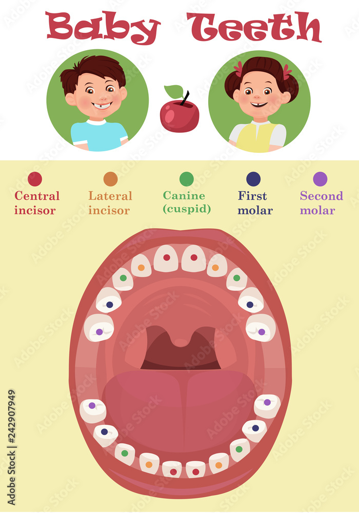 Tooth arrival chart infographic. Temporary teeth names, groups