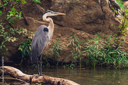 great blue heron fishing