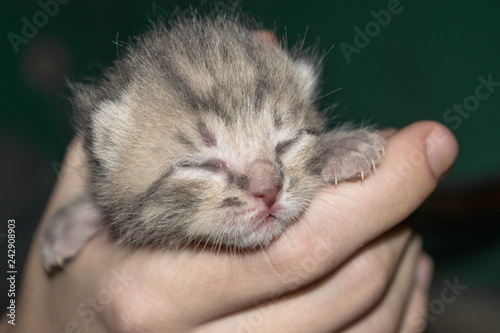 newborn kitten with closed eyes on a blue background for design