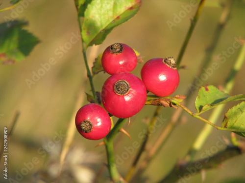 Four rosehip fruit photo