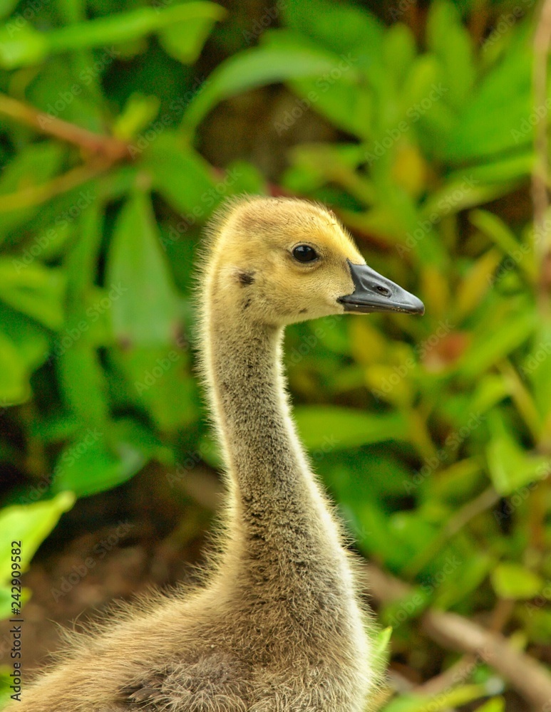 Fototapeta premium Gosling