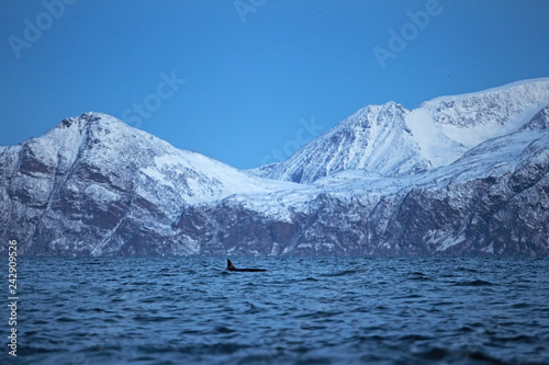 killer whale  orca  orcinus orca