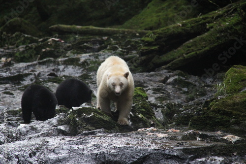 Spirit Bear and cubs, nera Hartley Bay, Canada