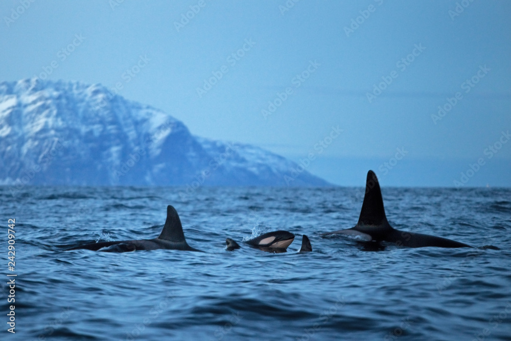 Naklejka premium orka, orca, orcinus orca