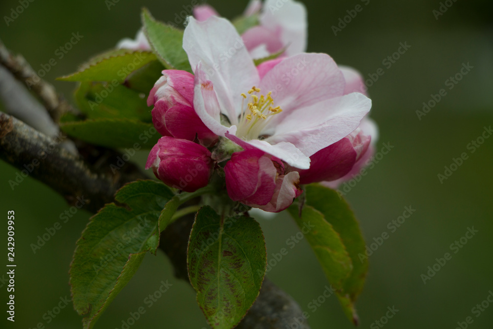 Obraz premium Close up of partially open blossom on an apple tree in an orchard with green background selective focus