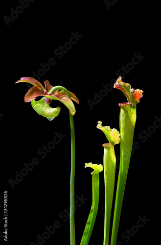 Carnivorous plants Sarracenia isolated on a black background.