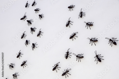 ants on a white wall . close up © steuccio79