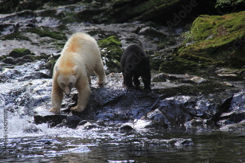 Spirit Bear and black cub, salmon fishing near Hartley Bay, Canada