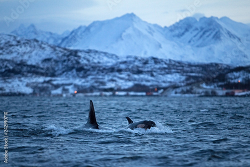 killer whale, orca, orcinus orca