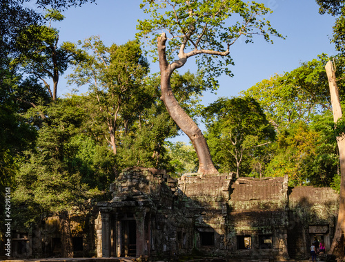 Ta Phrom temple Angkor wat