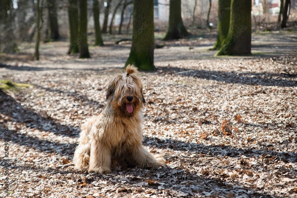 Sitting dog briard with ponytail in park. Sitting dog briard with ponytail in park.