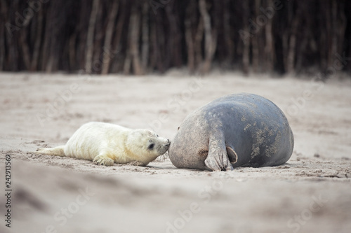 grey seal, halichoerus grypus, Helgoland photo