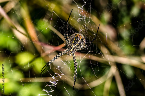 Banded Argiope, Banded Garden Spider, Argiope Trifasciata Macro Photography Closeup