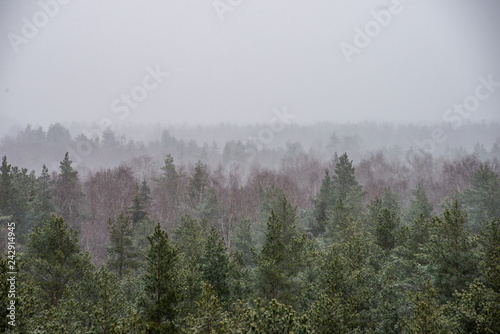 misty forest in winter. far horizon