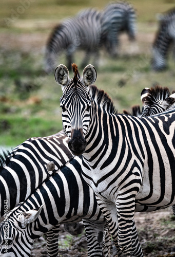 Zebra in Kenya