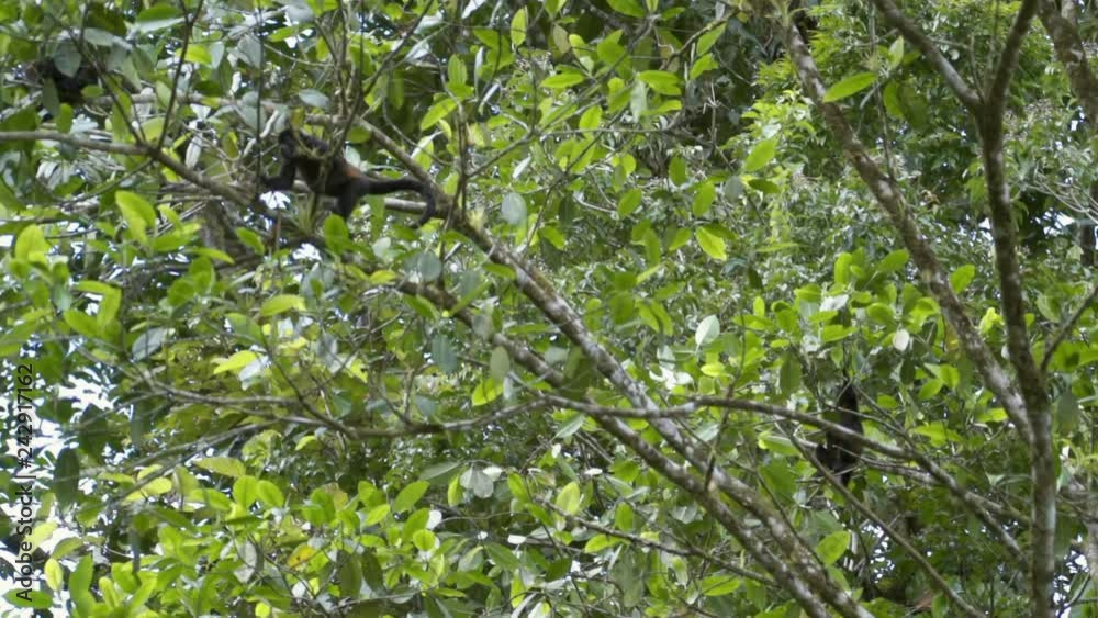 Mantled Howler Monkeys on Big Lush Green Tree Mantled Howler Monkeys on Big Lush Green Tree