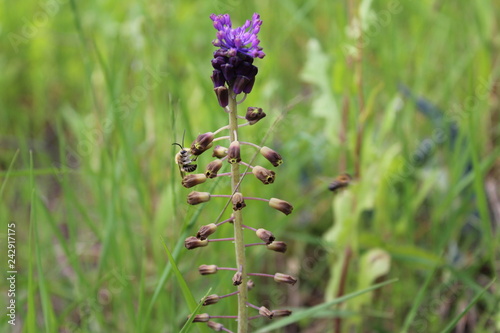 Bee on a flower