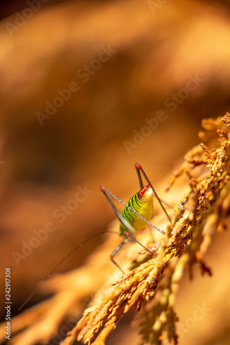 Abstract close rear view of Poecilimon thoracicus, Phaneropteridae bush-cricket on a brown hedge plant branch, blurred natural background, selective focus