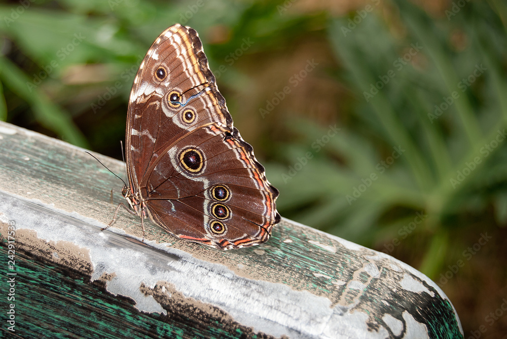 Naklejka premium zamknąć się niebieski motyl morpho na rustykalne drewniane poręcze