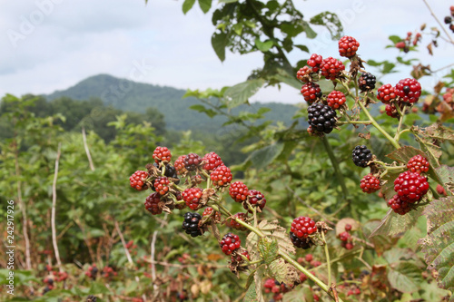 Wild Mountain Blackberries Ripening in the Sun photo