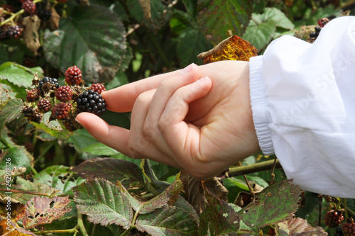 Hand Picking Wild Blackberries photo