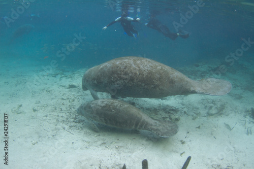 Florida Manatee and Calf Underwater with Snorkelers