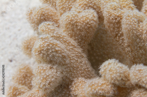 Leather Coral in Red Sea photo