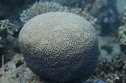 Brain Coral in Red Sea