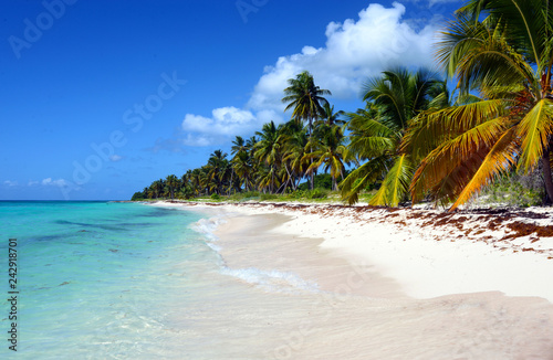 Beautiful view of the ocean and palm trees from the beach of the island of Saona  Dominican Republic on a warm sunny day. Turquoise warm water and fine white sand - a haven for relaxation.