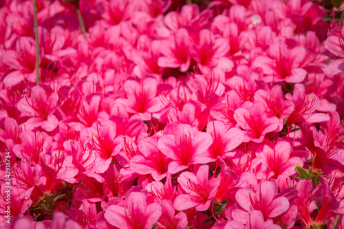 Close-up of a carpet of pink Rhododendron indicum  azalea  flowers in full bloom