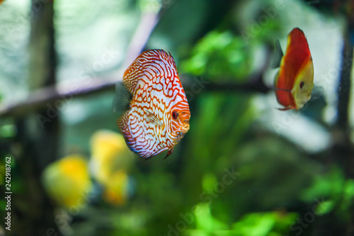 Symphysodon discus funny colorful fish in an aquarium on a green background.