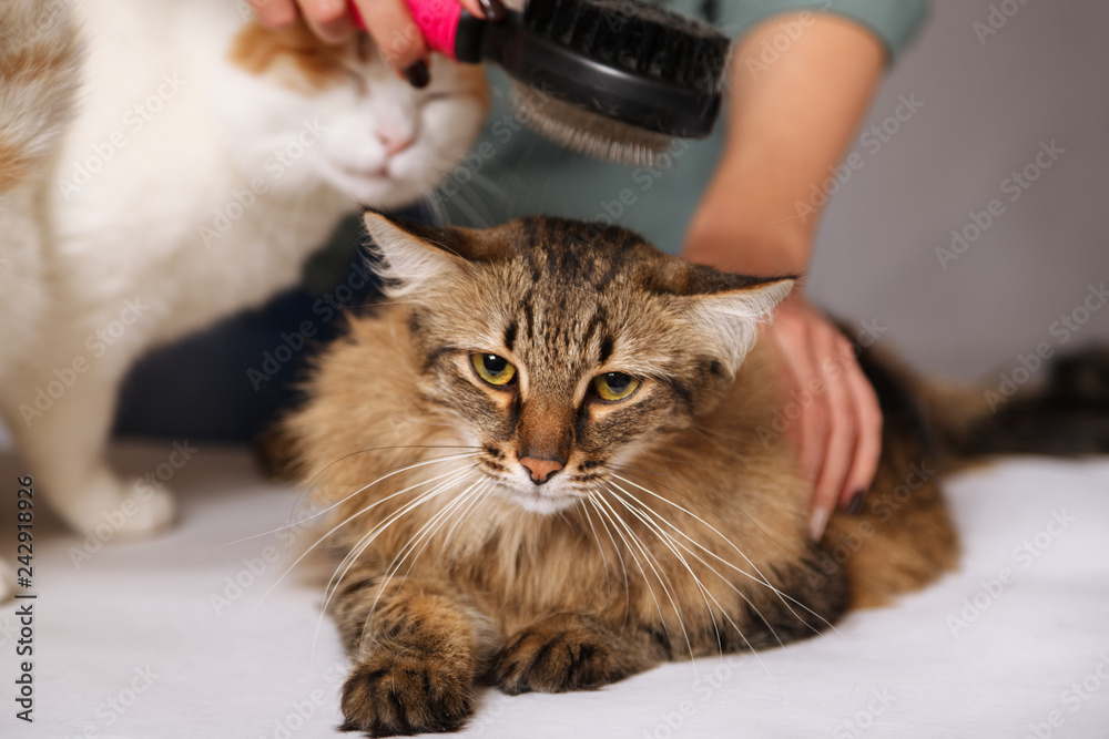 Tabby cat lays and enjoys combing and the other cat is watching him. The concept of pet care Tabby cat lays and enjoys combing and the other cat is watching him. The concept of pet care