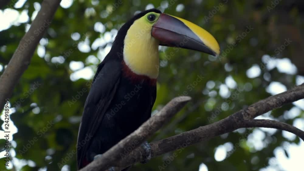 Close-up: Toucan Sitting on Huge Branch Among Lush Green Close-up: Toucan Sitting on Huge Branch Among Lush Green