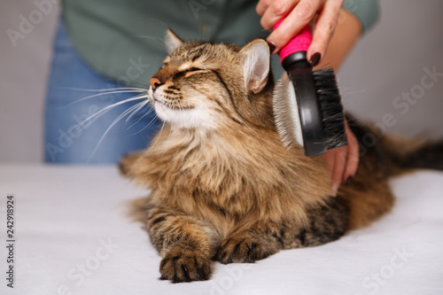 Tabby cat lying and enjoying being cleaned and combed. Combing the furry grey striped cat. The concept of pet care