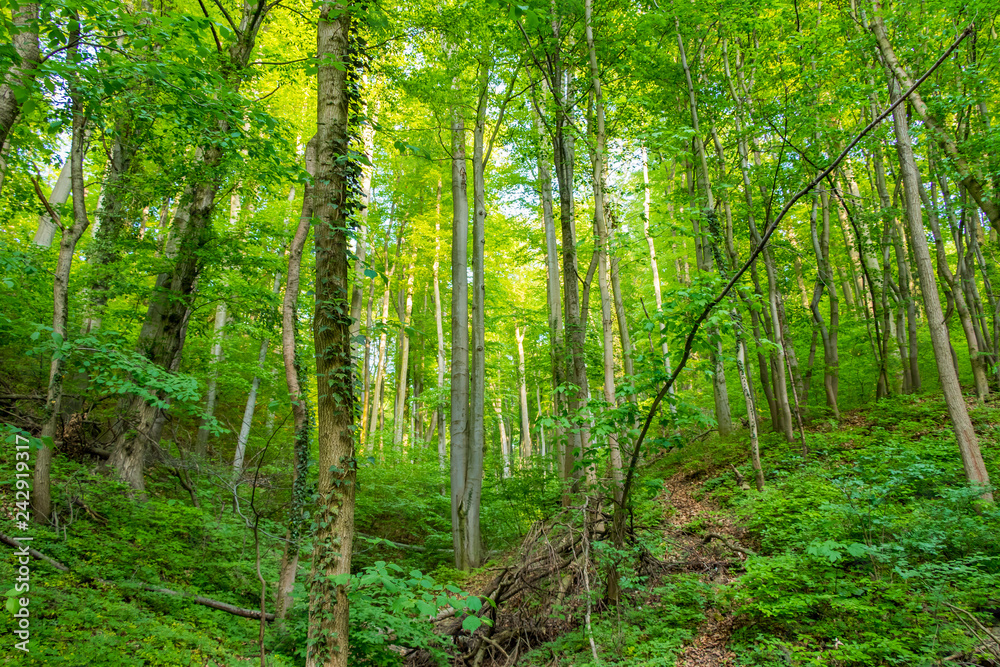 Amazing green forest Amazing green forest